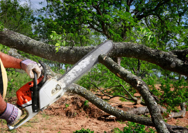 Best Lot and Land Clearing  in Inverness, CA